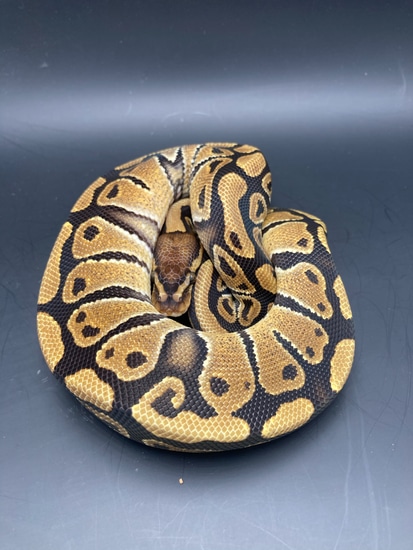 Het Cryptic Ball Python by Birds and Beasts Pet Shop