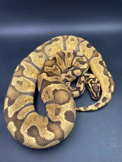Super Enchi Pastel GHI Het Hypo Ball Python by Birds and Beasts Pet Shop
