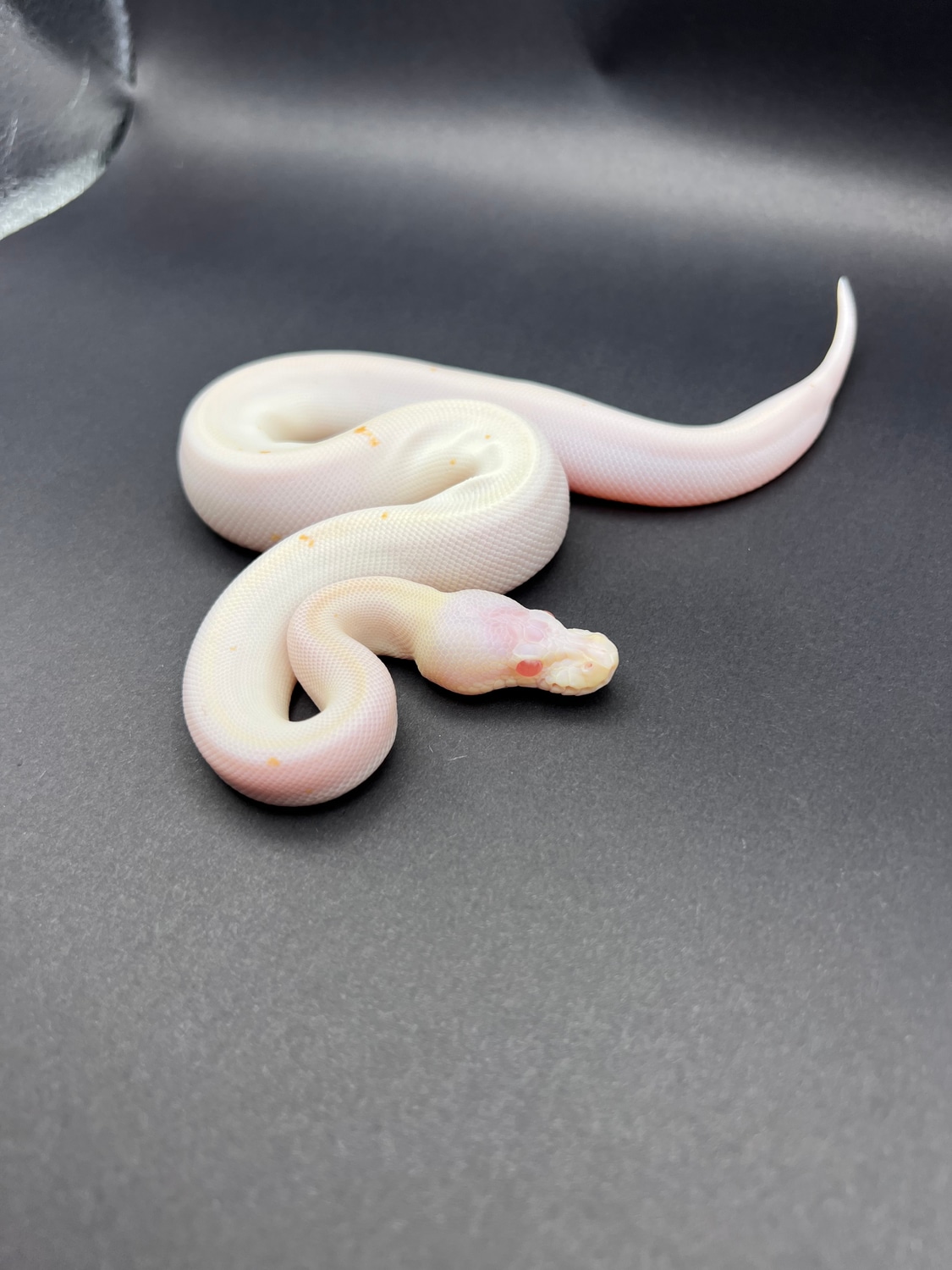 Albino Super Black Pastel Ball Python by Birds and Beasts Pet Shop MorphMarket