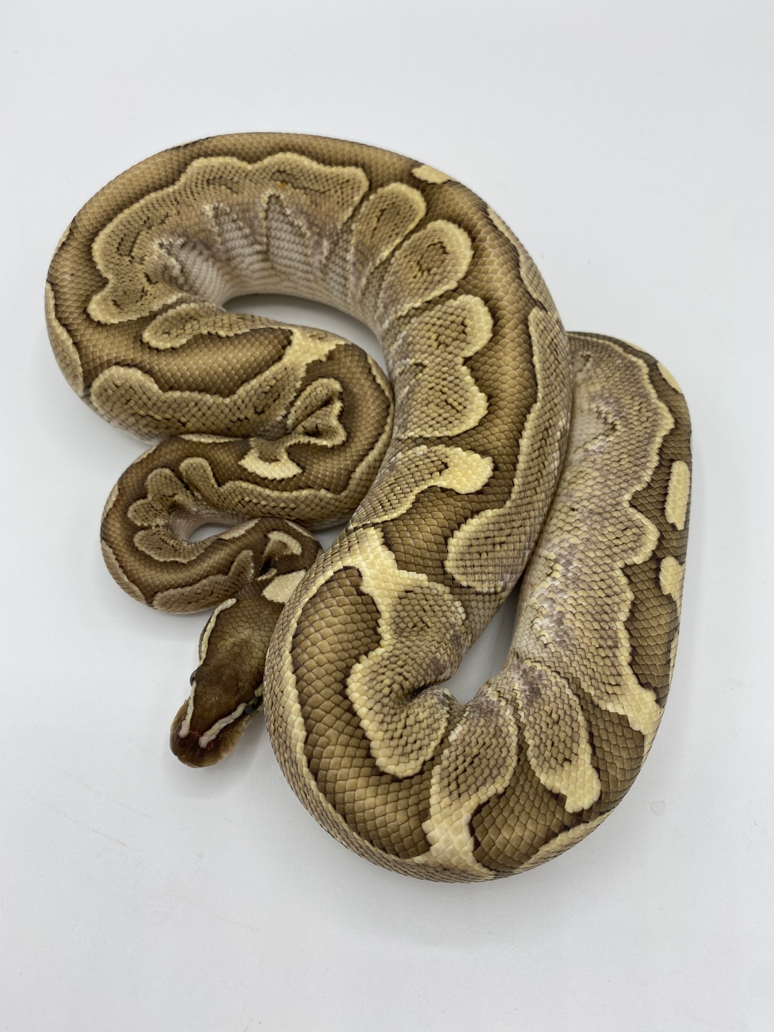 Bamboo Het Albino Ball Python by Bourbon Ball Pythons - MorphMarket
