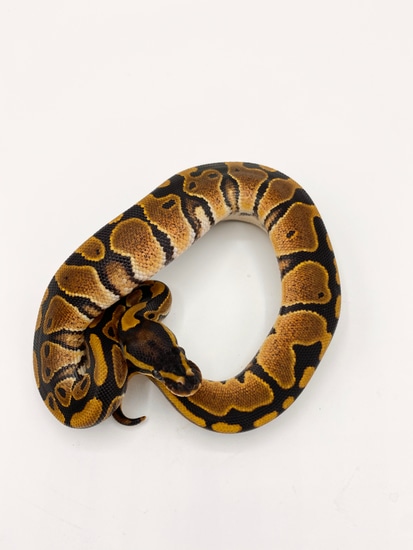 Het Pied 66% Het Hypo Ball Python by Bourbon Ball Pythons