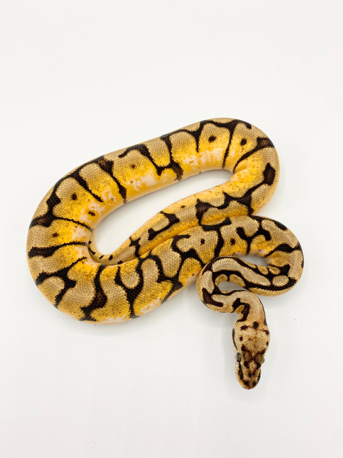 Pastel Spider Asphalt Ball Python by Bourbon Ball Pythons - MorphMarket