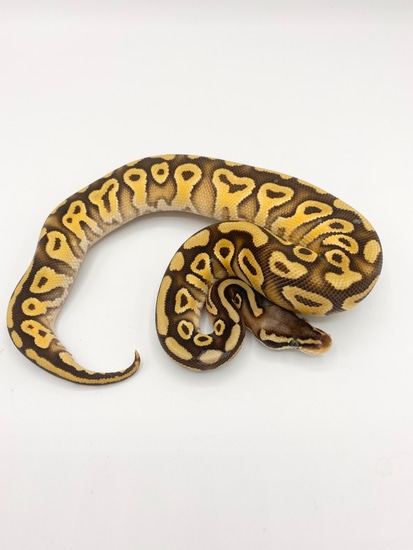 Pastel Mojave Yellow Belly Ball Python by Bourbon Ball Pythons
