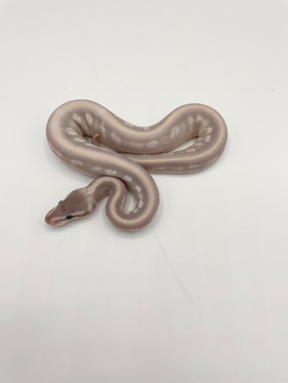 Ball Python Enchi Mystic Potion by Bourbon Ball Pythons