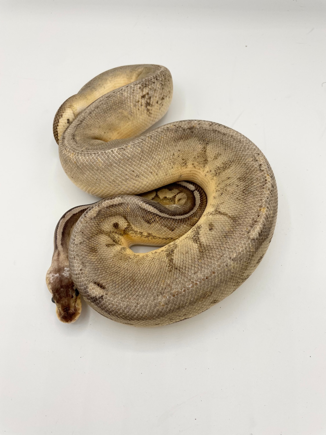 Sterling Sandblast 50% Het Pied Ball Python by Bourbon Ball Pythons ...