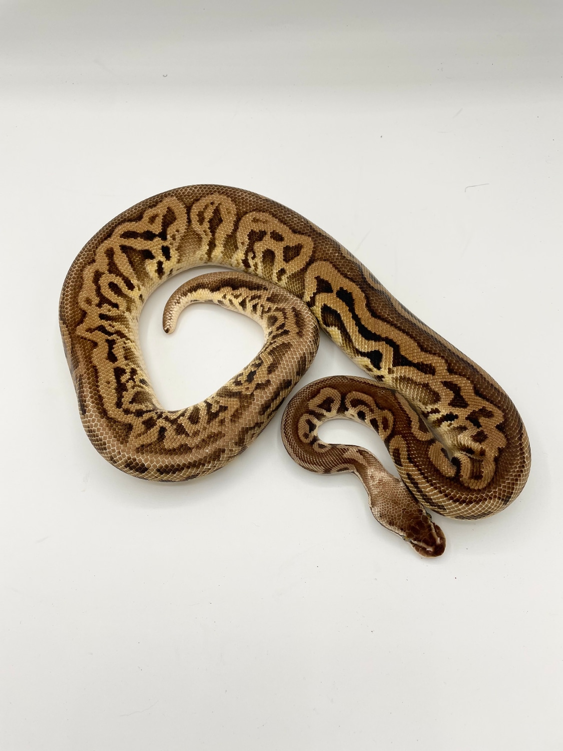 Pastel HRA Leopard YB Pos OD Ball Python by Bourbon Ball Pythons