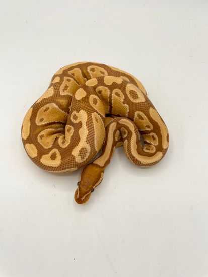 Ultramel Het Pied Ball Python by Bourbon Ball Pythons