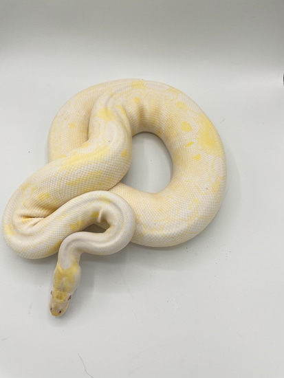 VPI Snow Ready To Breed Ball Python by Bourbon Ball Pythons