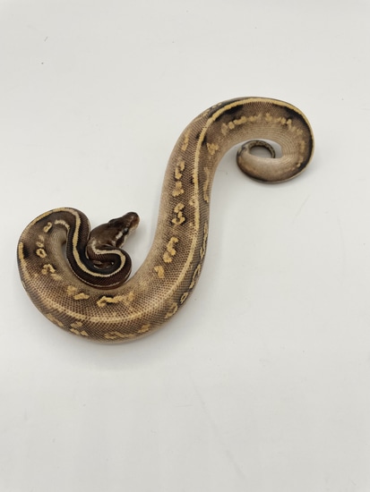 Pastel Mystic Blackhead Yellow Belly Ball Python by Bourbon Ball Pythons