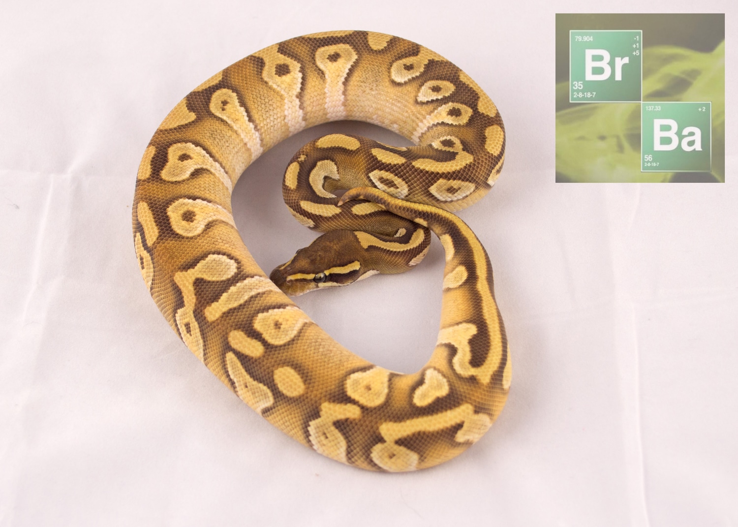 Mochi Yellow Belly Ball Python by Breaking Balls Reptiles - MorphMarket