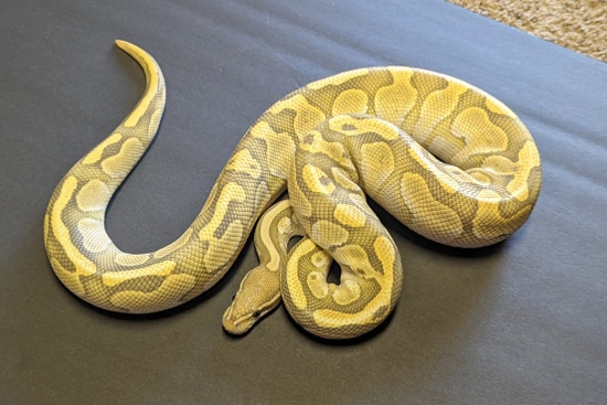 Butter Ghost Ball Python by Breaking Balls Reptiles