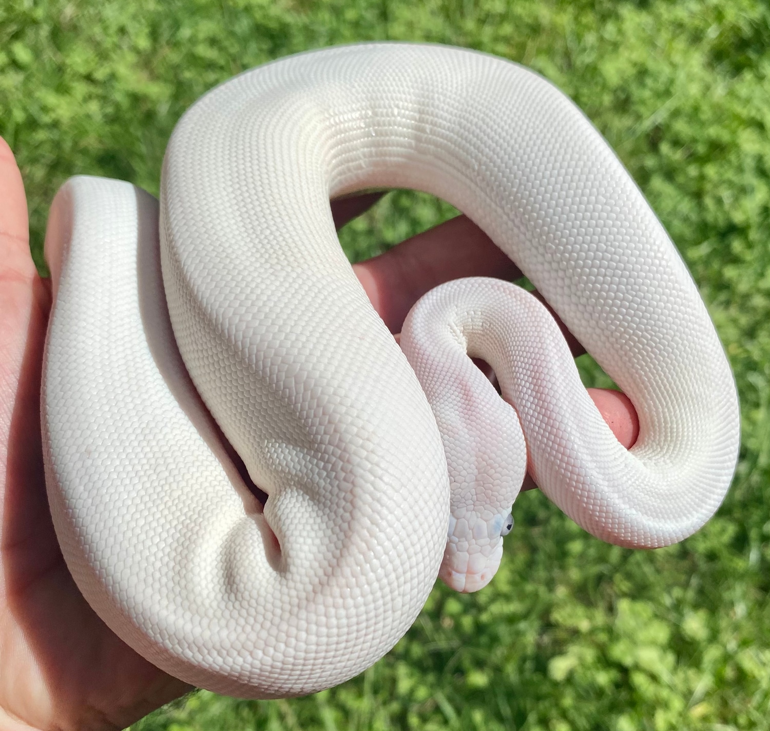 BEL Super Lesser Ball Python by BIg Blazin Reptiles and Exotics ...