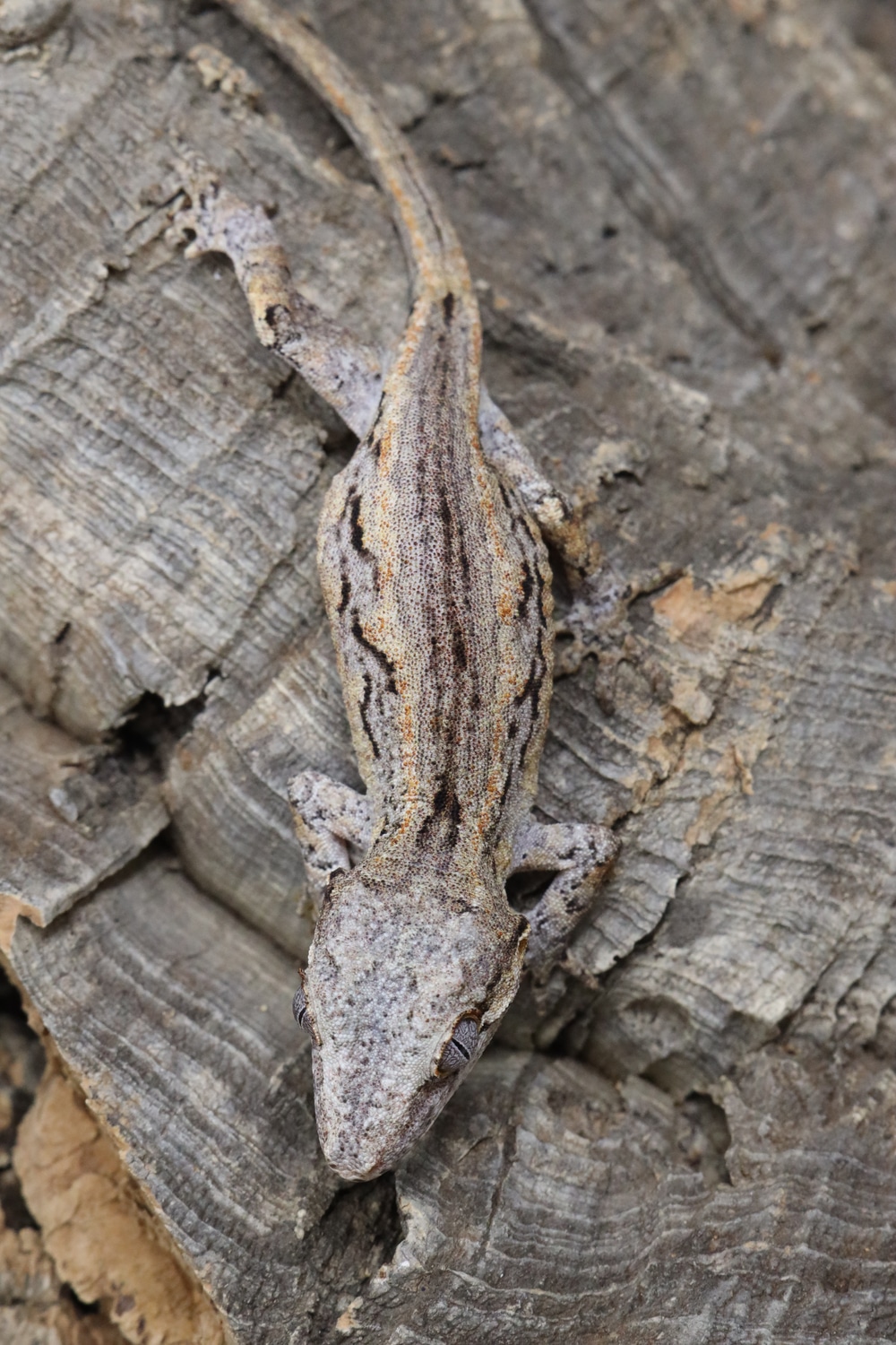 Gargoyle (Group 2 Mosaic) GG67 Gargoyle Gecko by BB's crested geckos