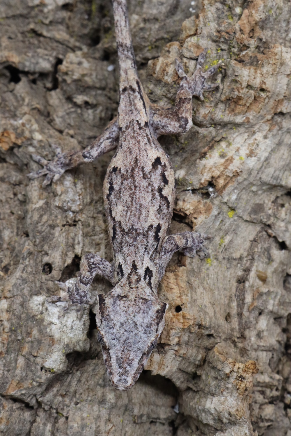 Gargoyle (Group 2 Mosaic) GG73 Gargoyle Gecko by BB's crested geckos