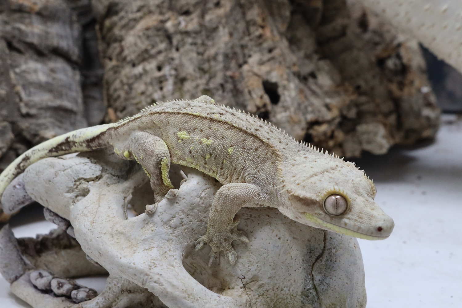 Yellow Extreme MALE (Cg#111) Crested Gecko by BB's crested geckos inc ...