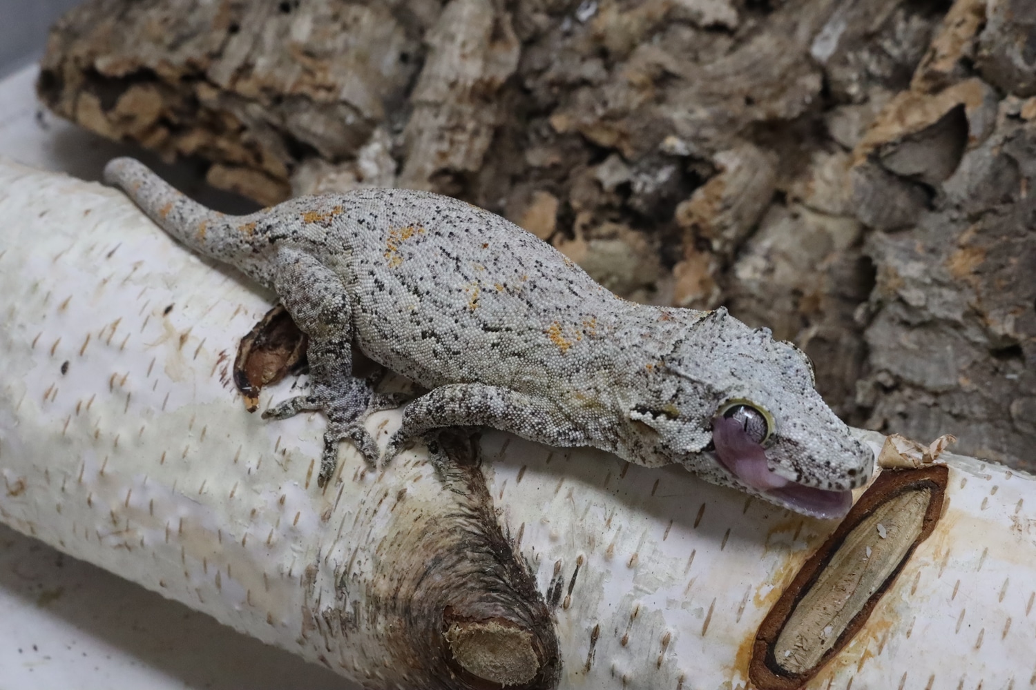 Gargoyle (Orange Blotch Retic) GG114 Gargoyle Gecko by BB's crested