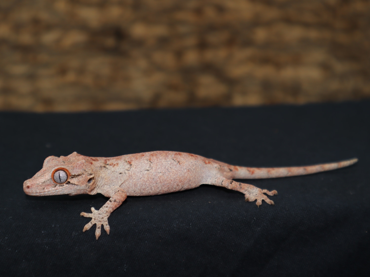 Gargoyle (Red Retic) (GG123) Gargoyle Gecko by BB's crested geckos inc