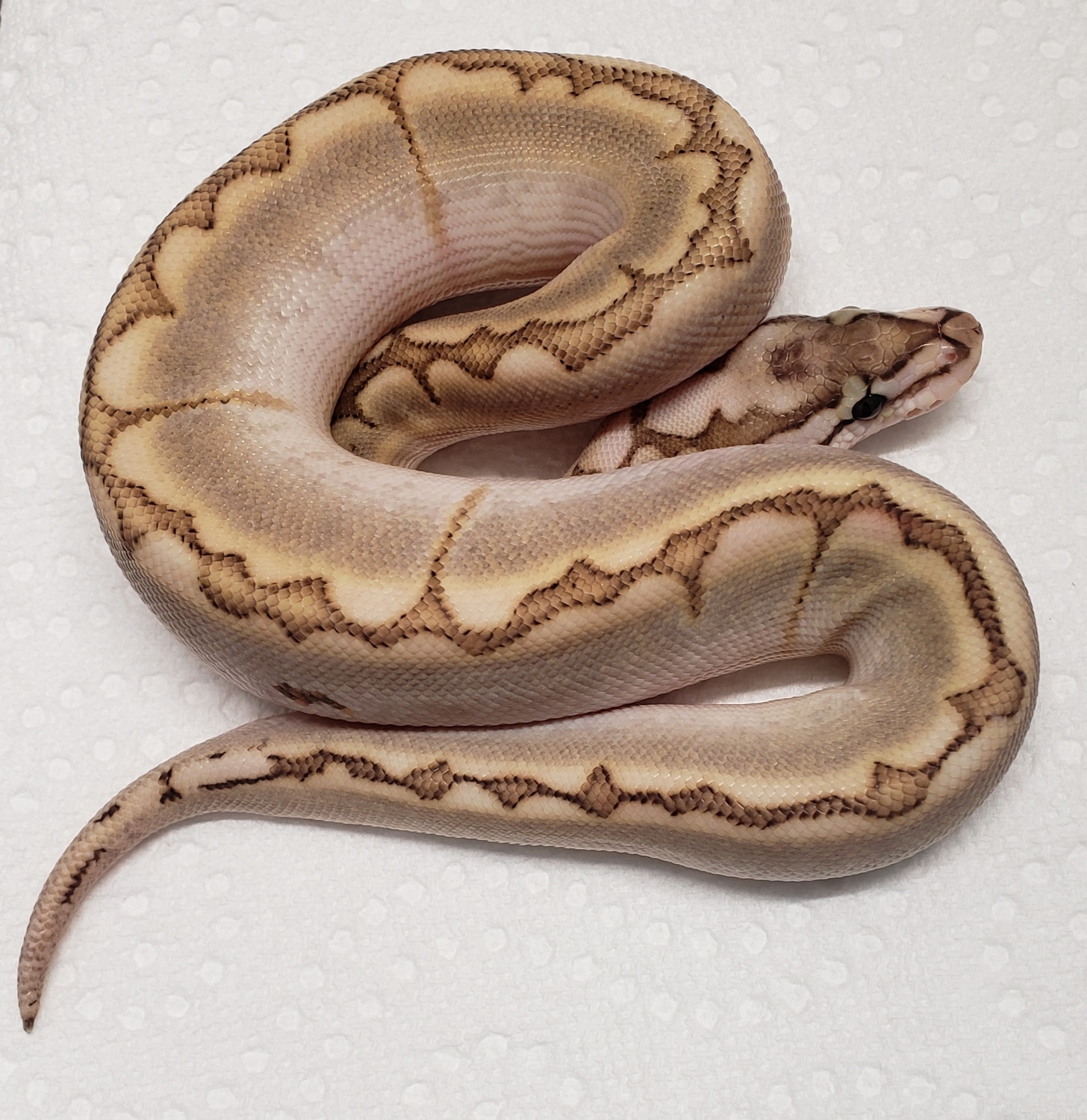 Bamboo Spider Ball Python by Driftless Reptiles - MorphMarket