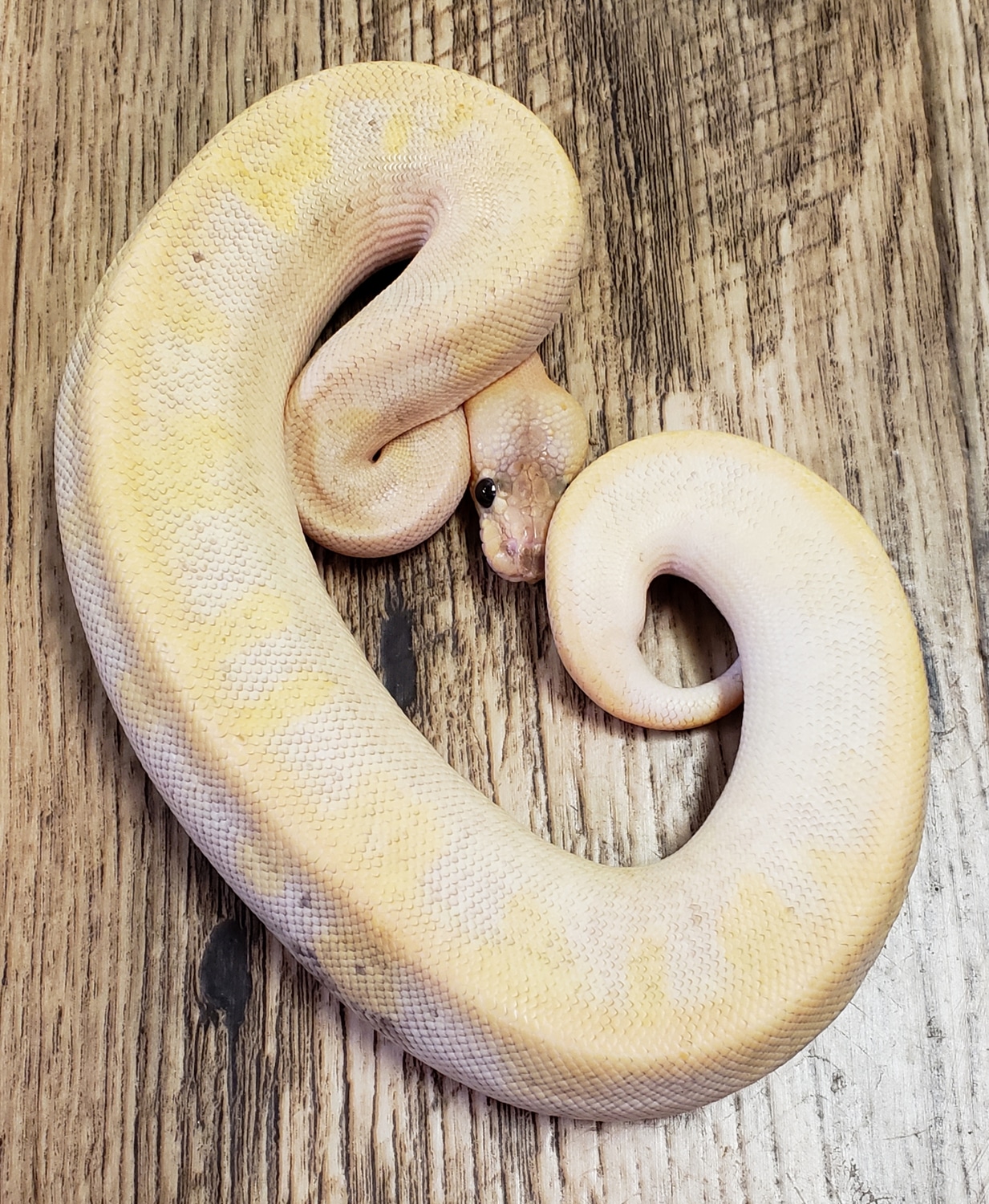 Pastel Champagne Possible Super Pastel Possible Yellowbelly Ball Python ...