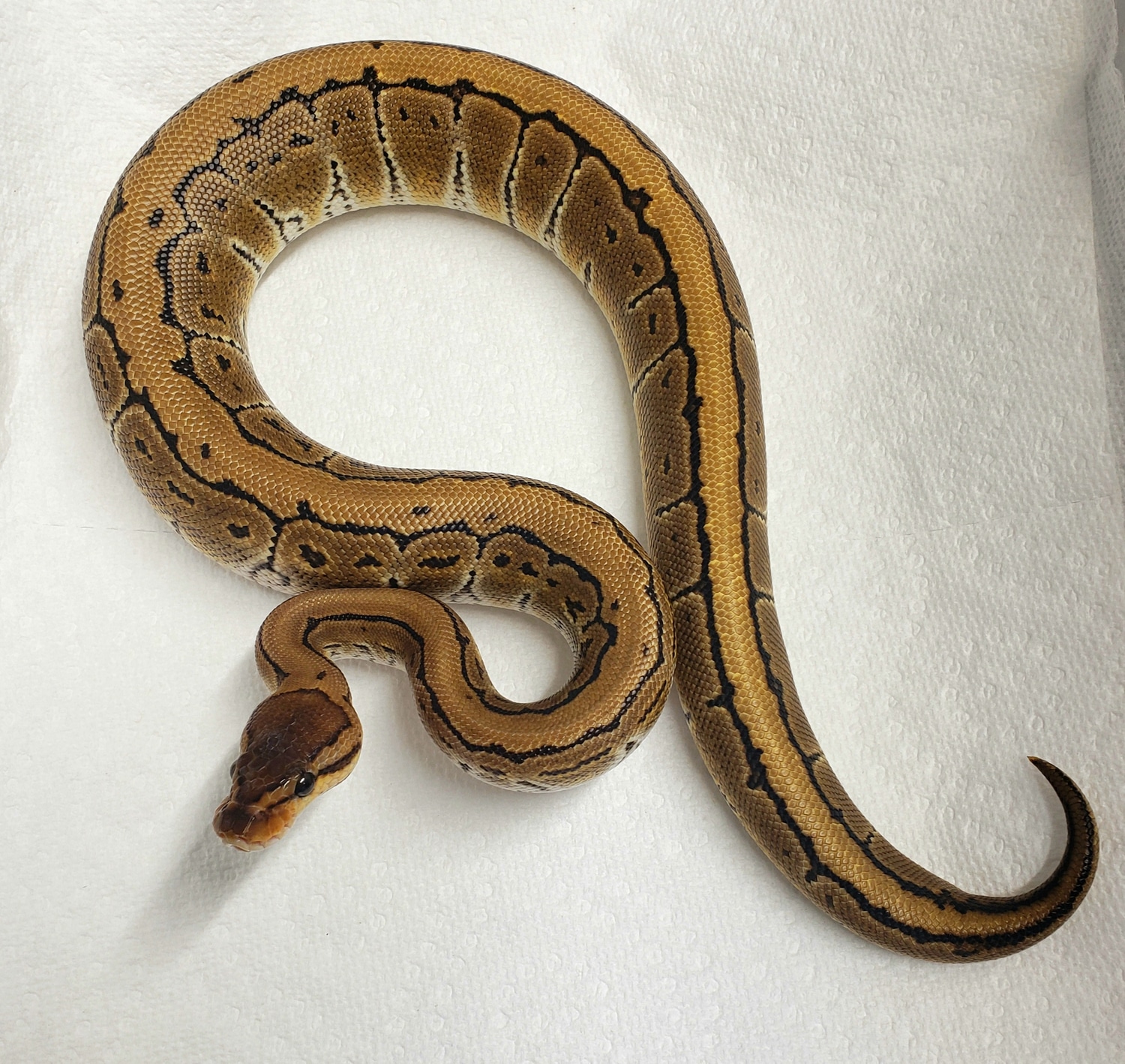 Pinstripe Het Ultramel Ball Python by Driftless Reptiles - MorphMarket