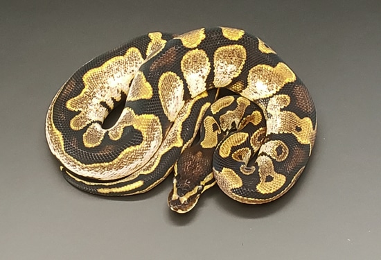 Calico Ball Python by Driftless Reptiles