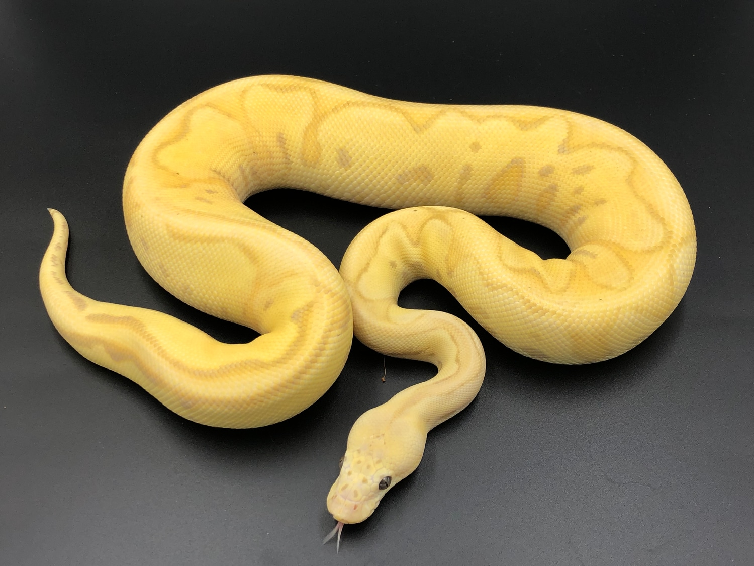 Banana Russo Pastel Clown Ball Python by BC's Balls MorphMarket