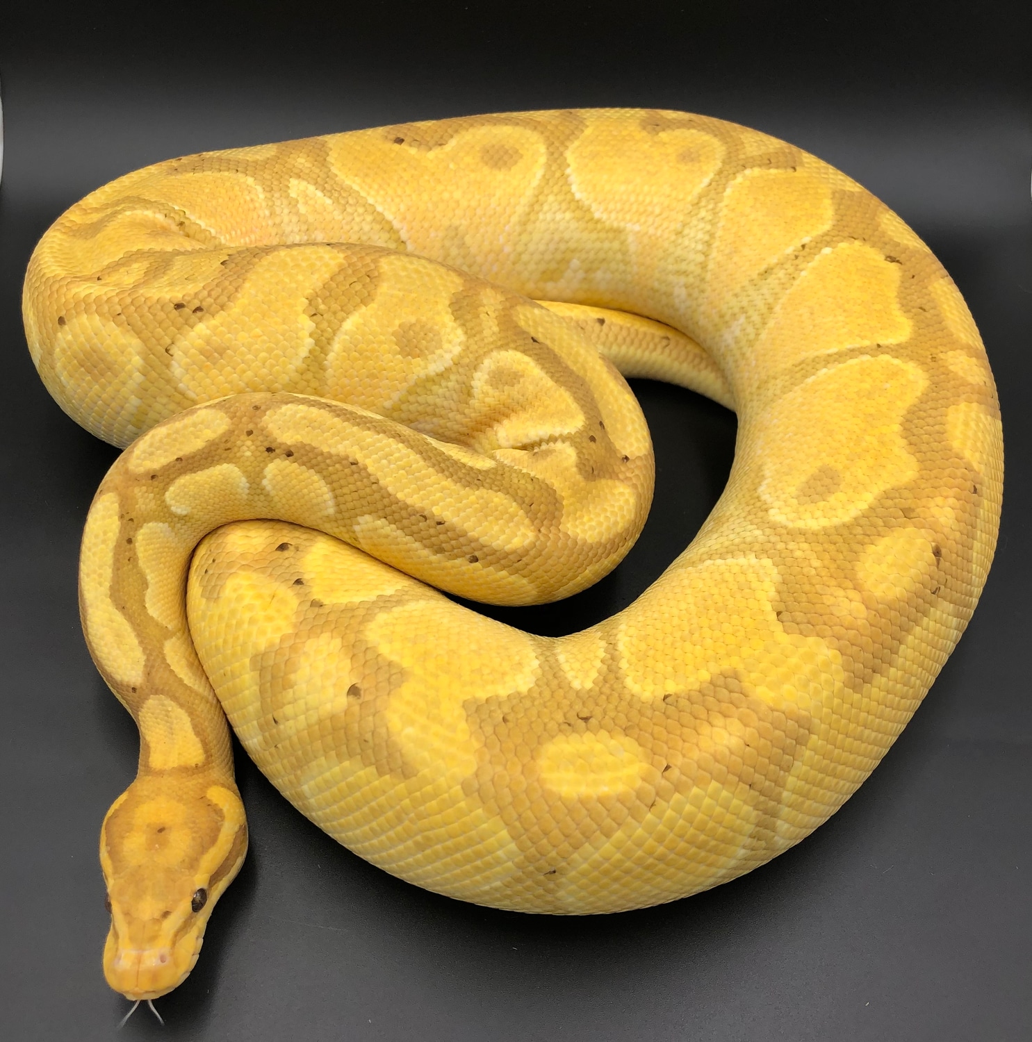 Banana Enchi Yellowbelly Ball Python by BC's Balls MorphMarket