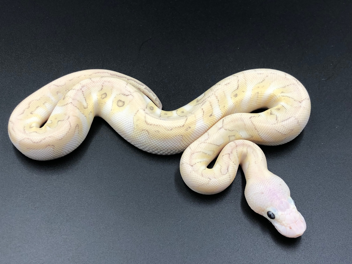 GHI Banana Killer Clown (Free Shipping!) Ball Python by BC's Balls