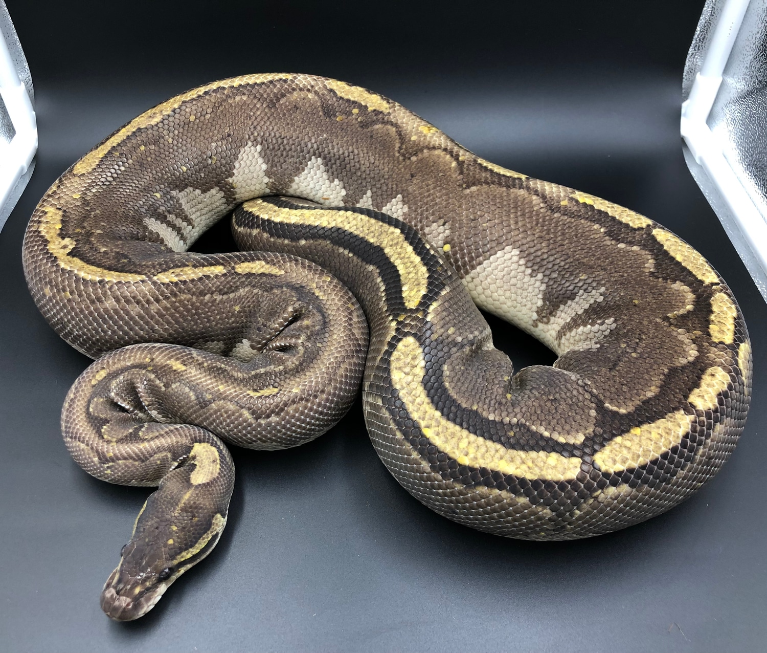 Bamboo Black Pastel Ball Python by BC's Balls - MorphMarket