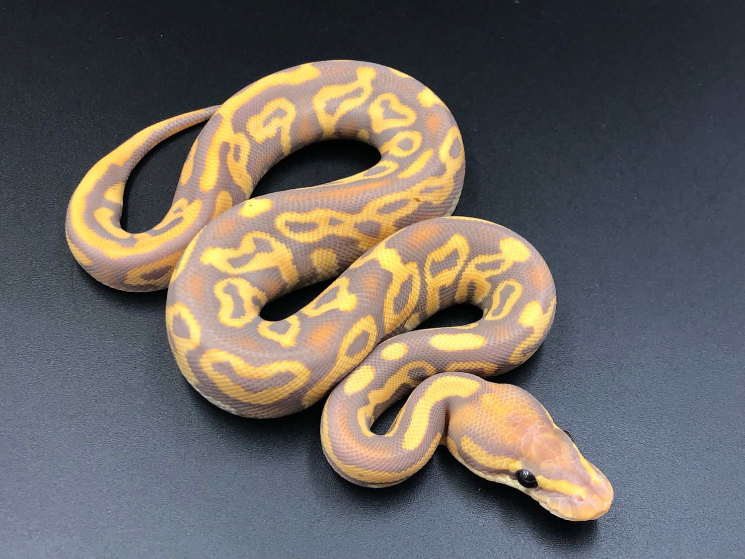 Orange Dream Banana Leopard Phantom Het Clown 50 Het Stripe