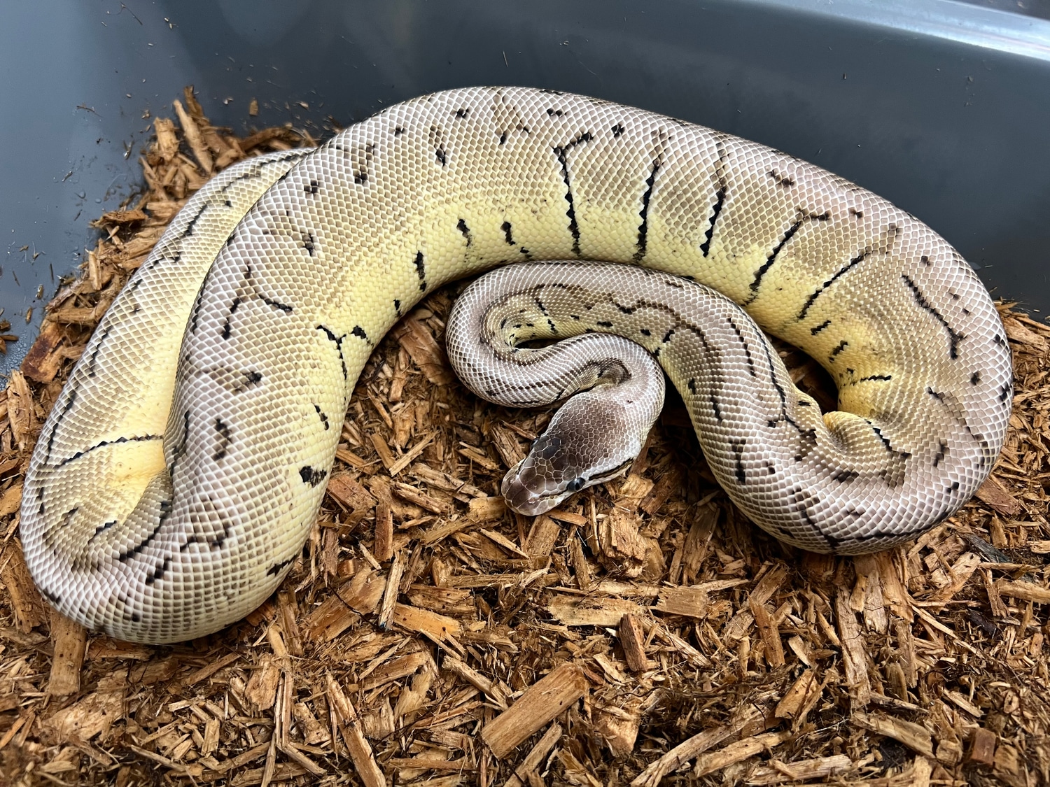 VPI Axanthic Lemonblast Het Desert Ghost Ball Python by BC's Balls ...