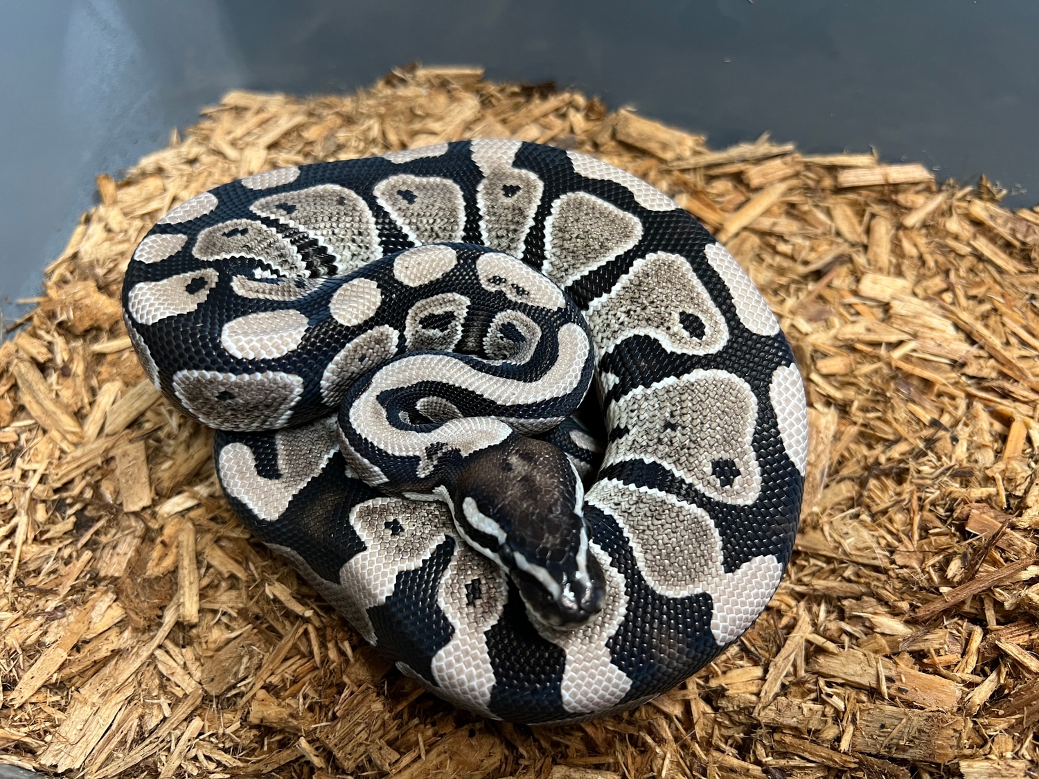 VPI Axanthic Het Clown Ball Python by BC's Balls - MorphMarket
