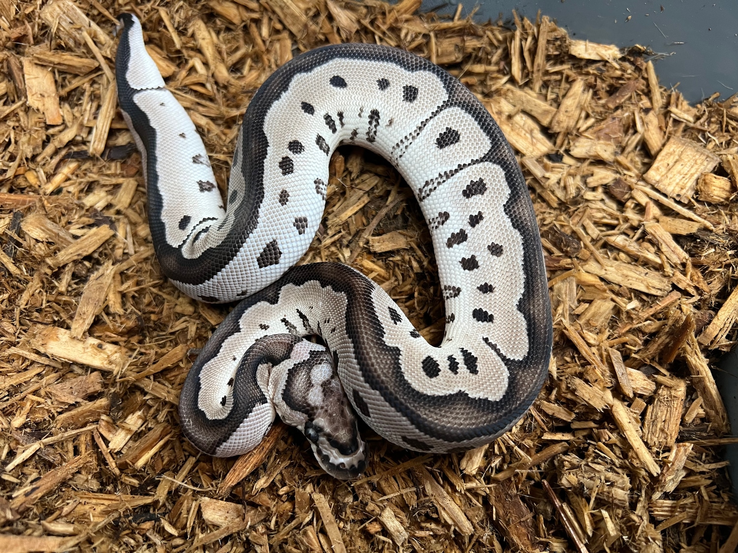 VPI Axanthic Clown Ball Python by BC's Balls - MorphMarket