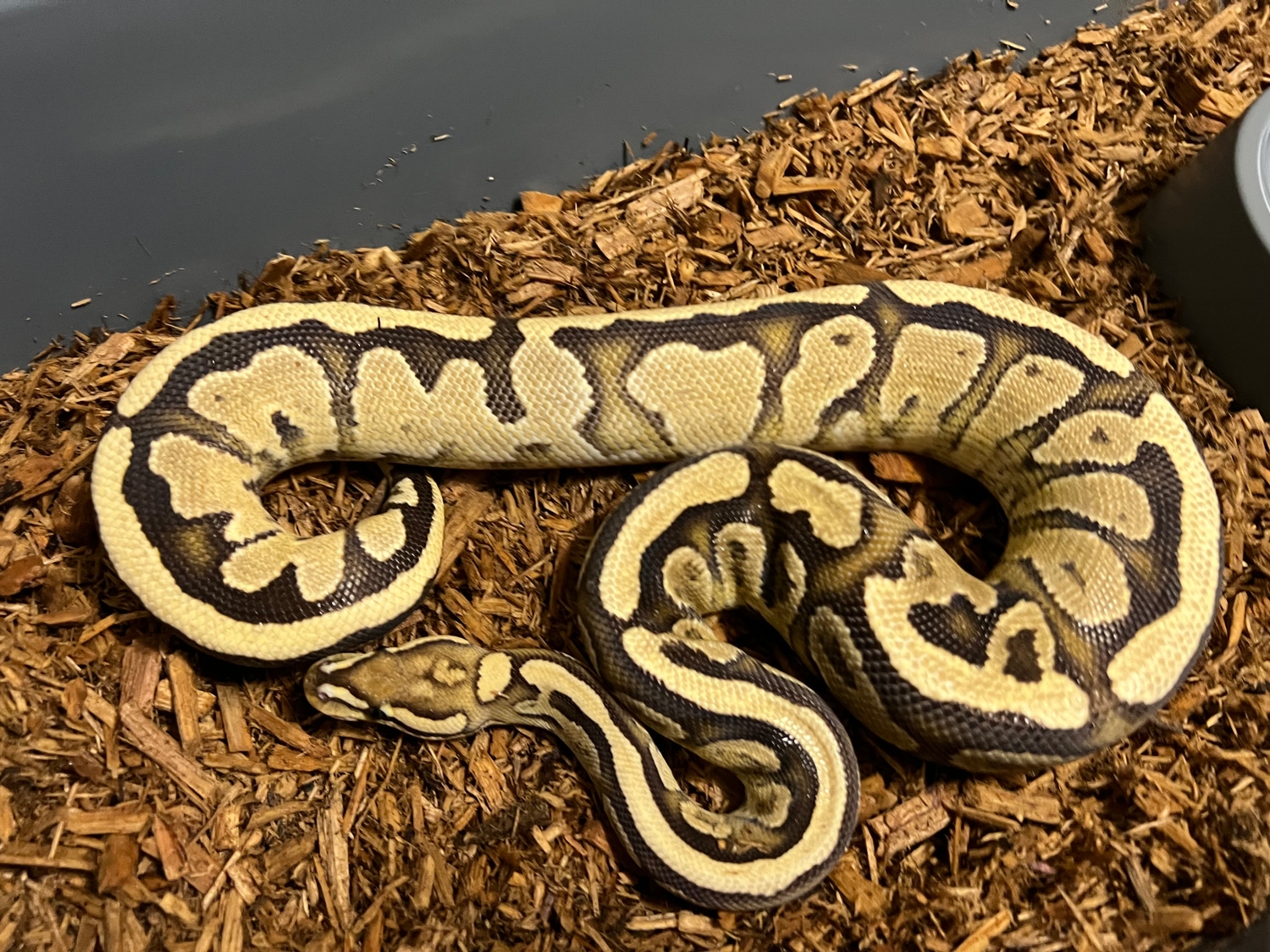 Fire Specter Or Spark Het Clown Ball Python by BC's Balls - MorphMarket
