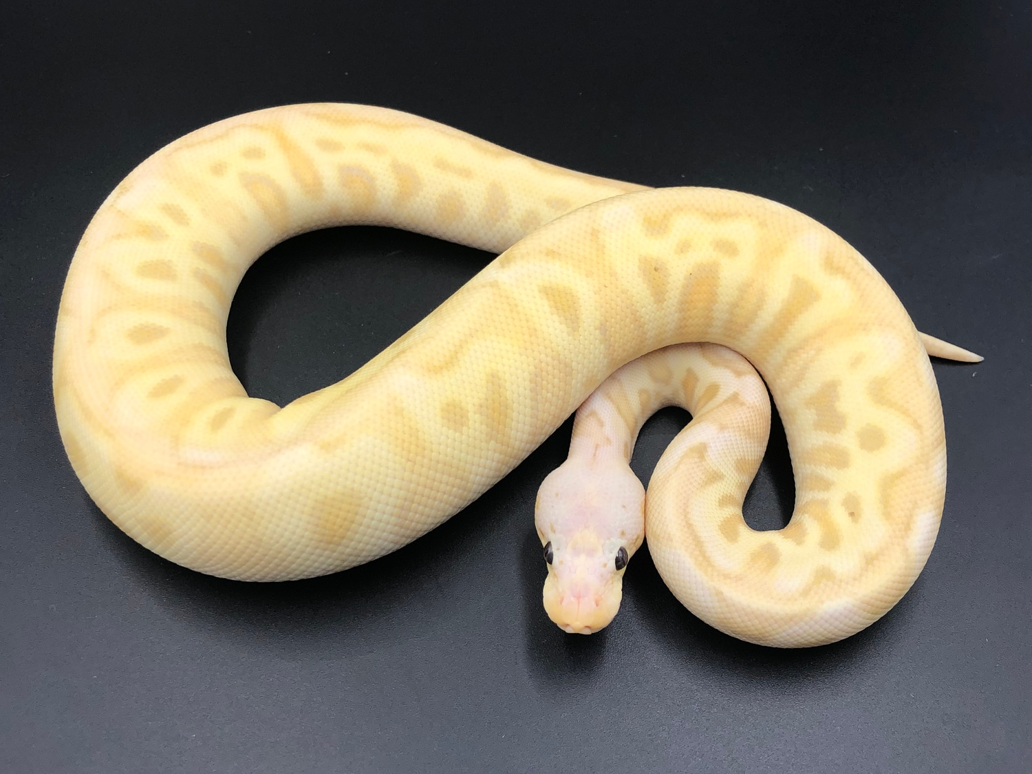 Spotnose Banana Lesser Pastel Pos GHI Clown (Free Shipping!) Ball ...