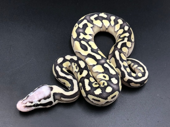 Pastel Butter Specter Desert Ghost Het Clown Ball Python by BC's Balls ...