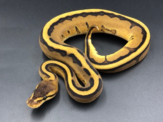 Genetic Stripe Ball Python by BC's Balls and Reptilia