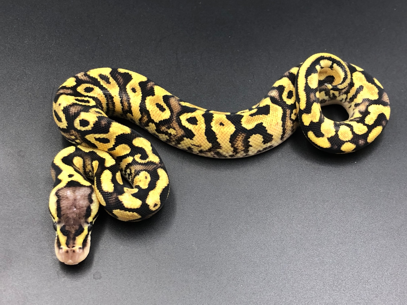 【中古】 The Great Beast Mystic Circle 0044075_960.jpeg