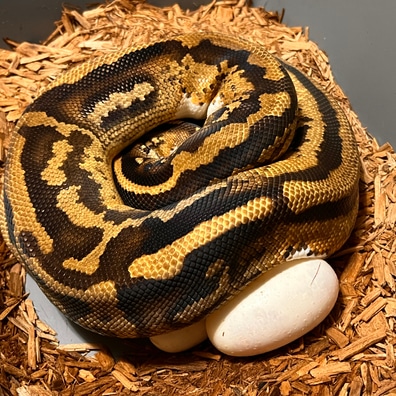 Blackhead Super Enchi Leopard YB Clown DH Hypo Pied Ball