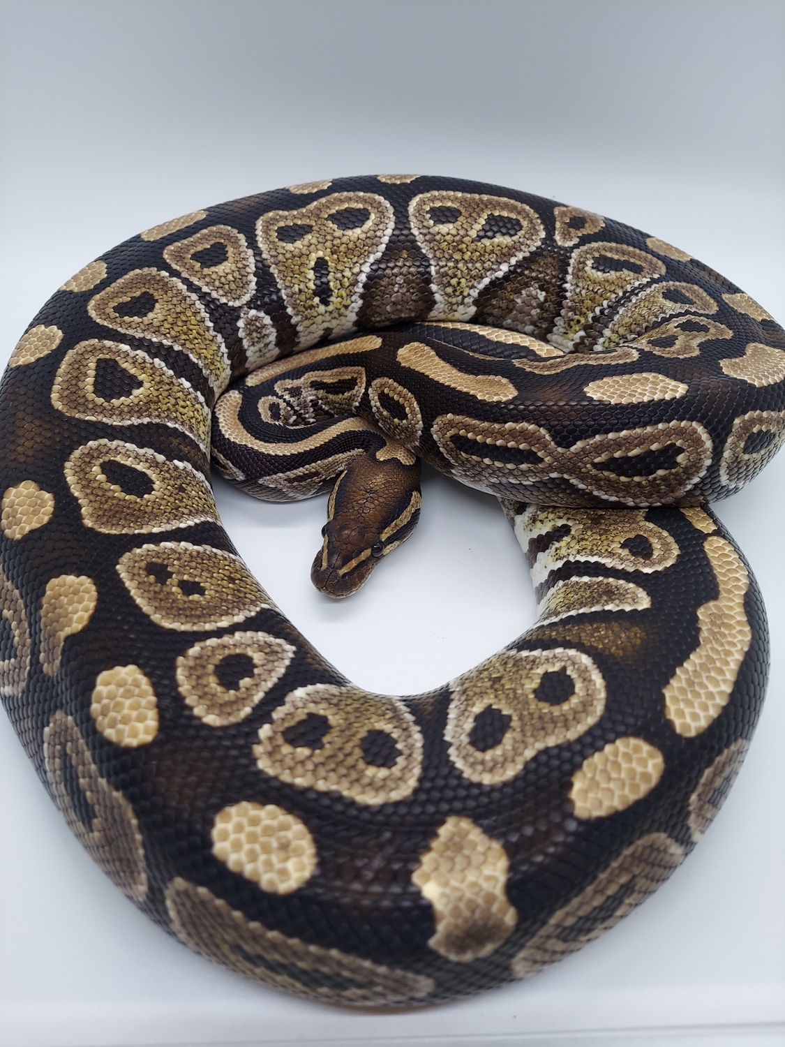 Russo Ball Python by BCD Exotics MorphMarket