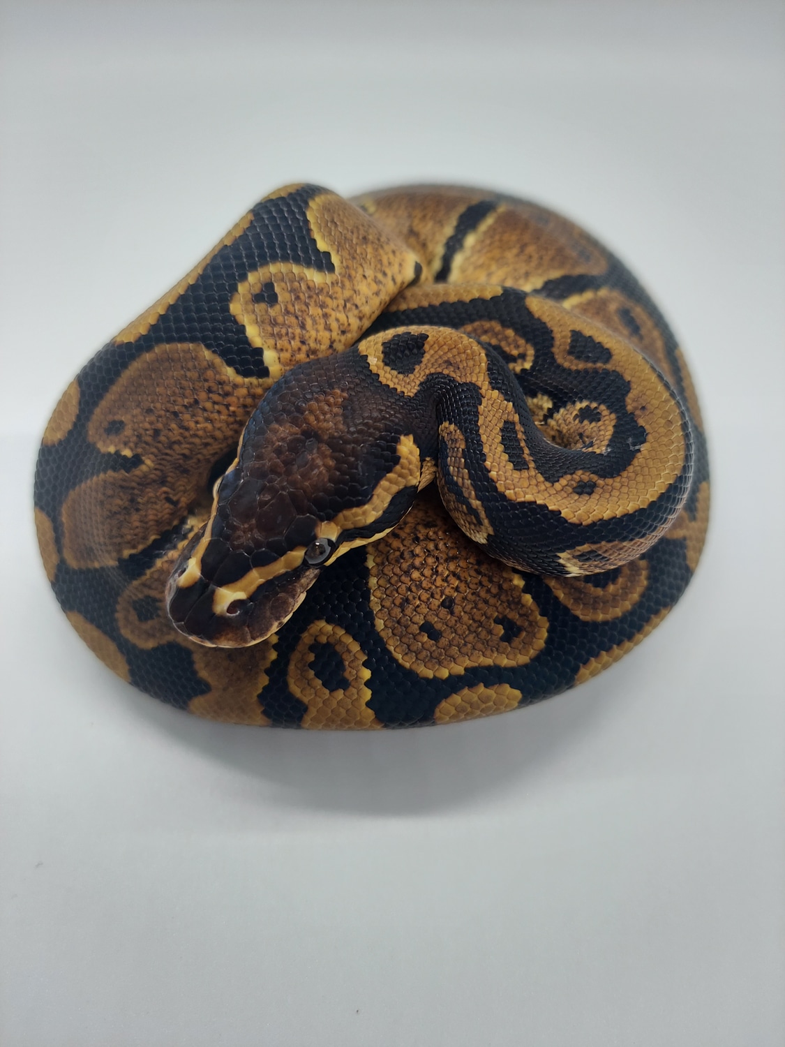 Normal 100% Het Pied Ball Python by BCD Exotics - MorphMarket
