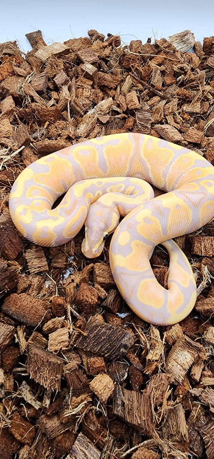 Banana Het Pied Ball Python by BCD Exotics MorphMarket