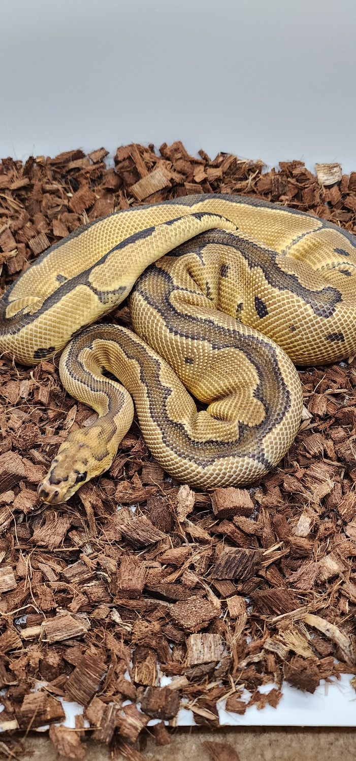 Clown Poss Leopard Ball Python by BCD Exotics - MorphMarket