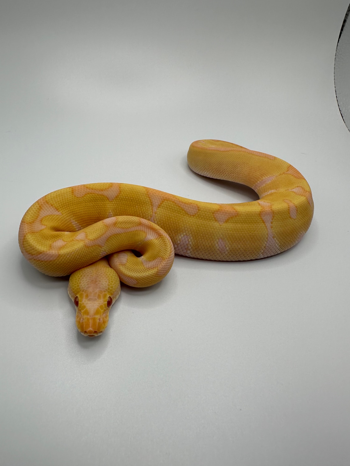 Albino Super Enchi Ball Python by Top Shelf Morphs - MorphMarket