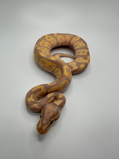 Banana Leopard Fire Python (Female Maker) Banana Leopard Fire Het Clown Ball Python by Top Shelf ...