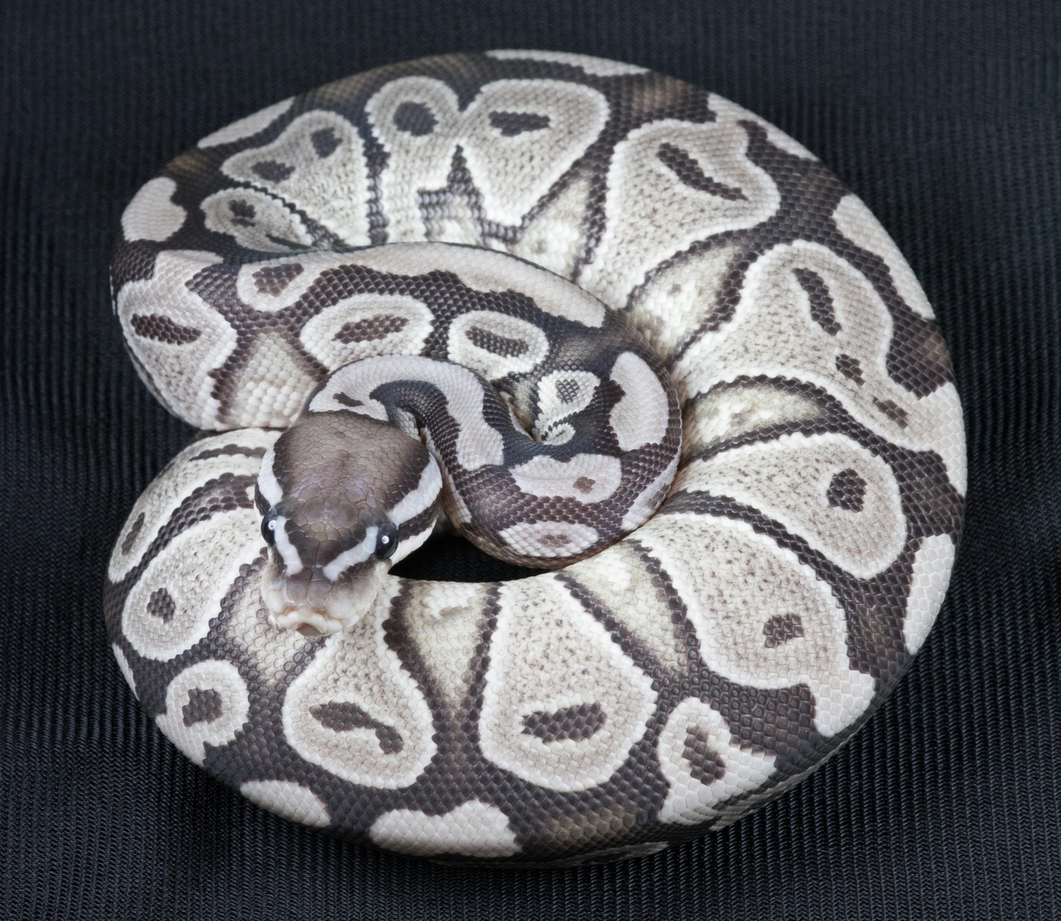VPI Axanthic True Ghost Ball Python by Bradford Cole - MorphMarket