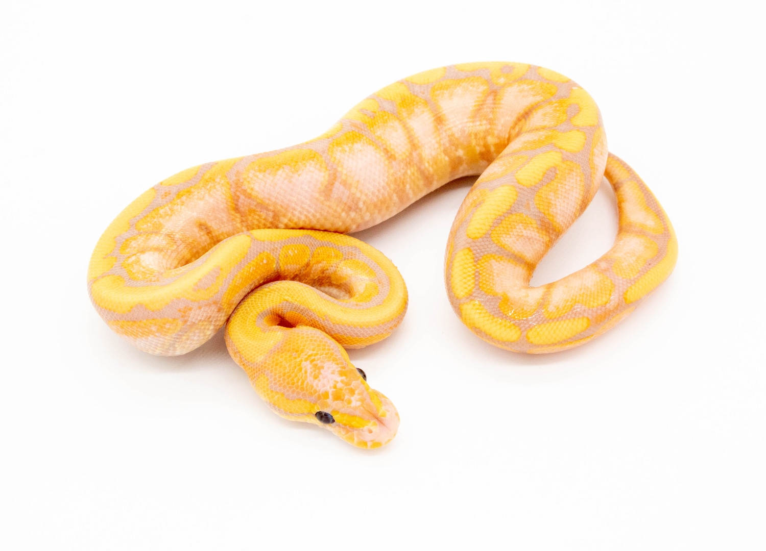 Banana Red Stripe 66 VPI Axanthic 50 Stripe Ball Python by