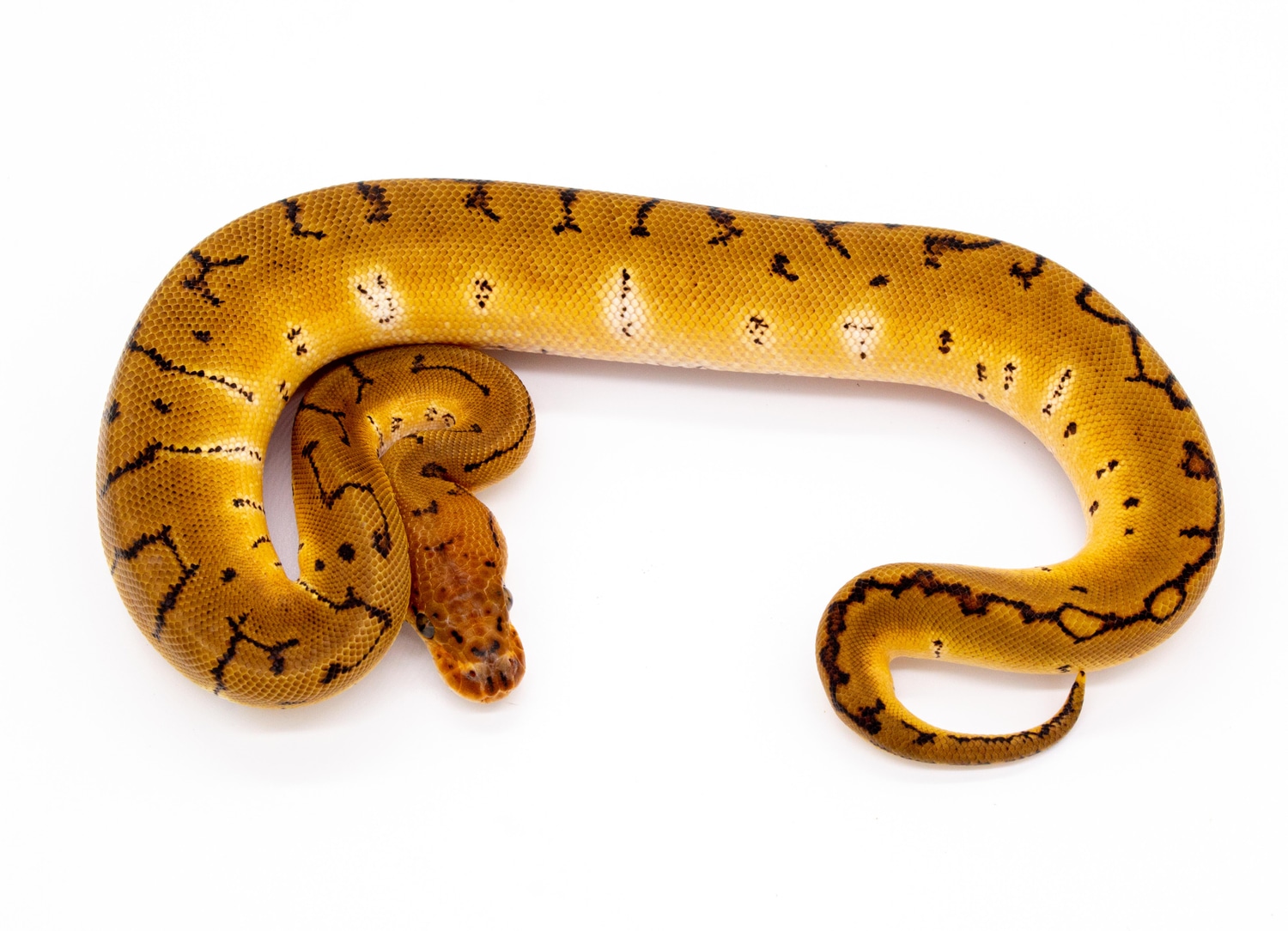 Pinstripe Clown Pos Orange Dream Or Phantom Ball Python by Bradford ...