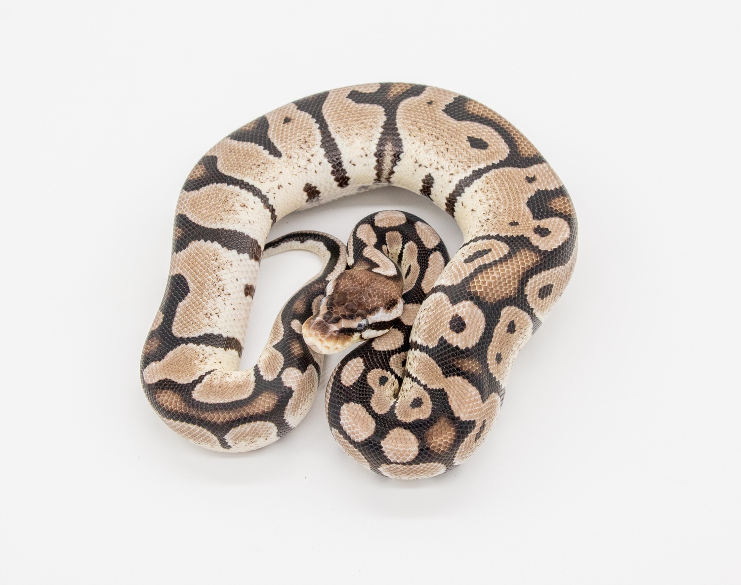 Pastel VPI Axanthic Het Desert Ghost 50% Genetic Stripe Ball Python by ...