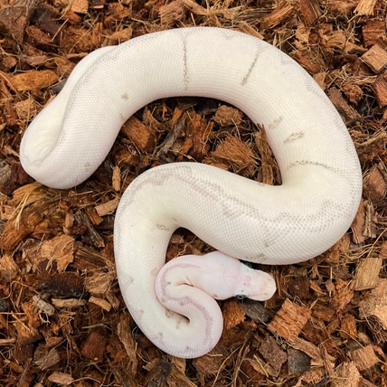 GHI VPI Axanthic Ball Python by Bradford Cole - MorphMarket